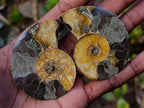 Polished Opalized Cleoniceras Ammonite Fossils Pairs x 12 From Tulear, Madagascar