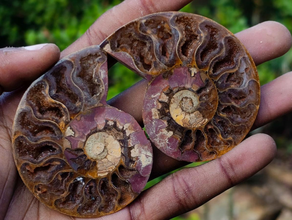 Polished Opalized Cleoniceras Ammonite Fossils Pairs x 12 From Tulear, Madagascar