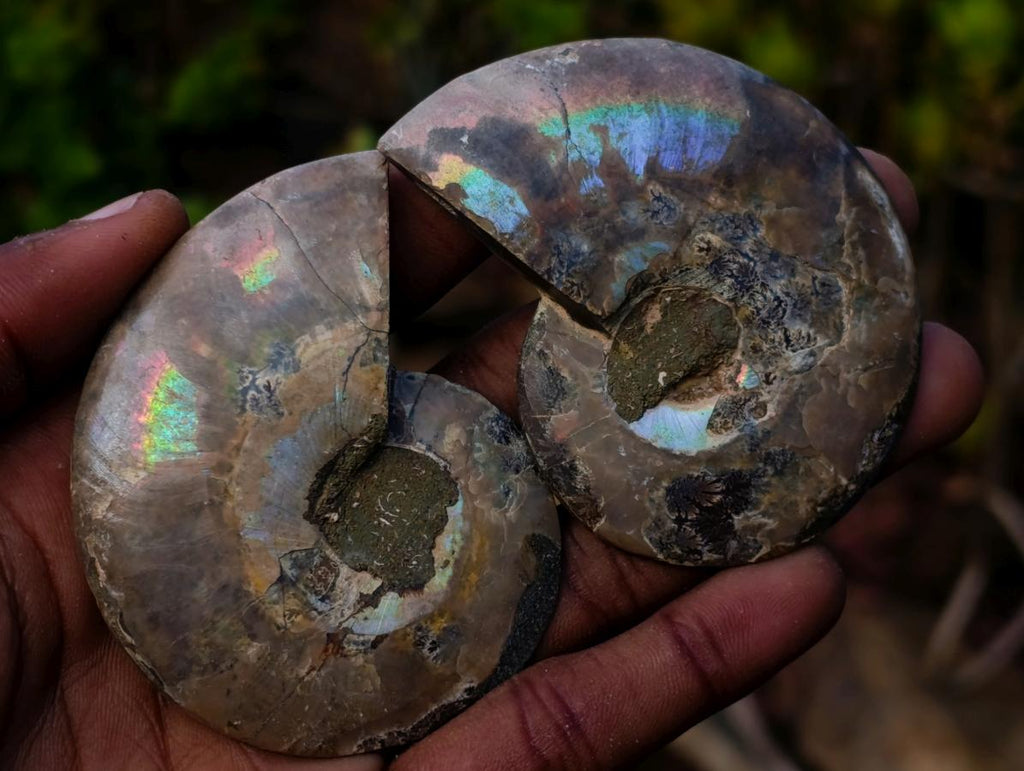 Polished Opalized Cleoniceras Ammonite Fossils Pairs x 12 From Tulear, Madagascar