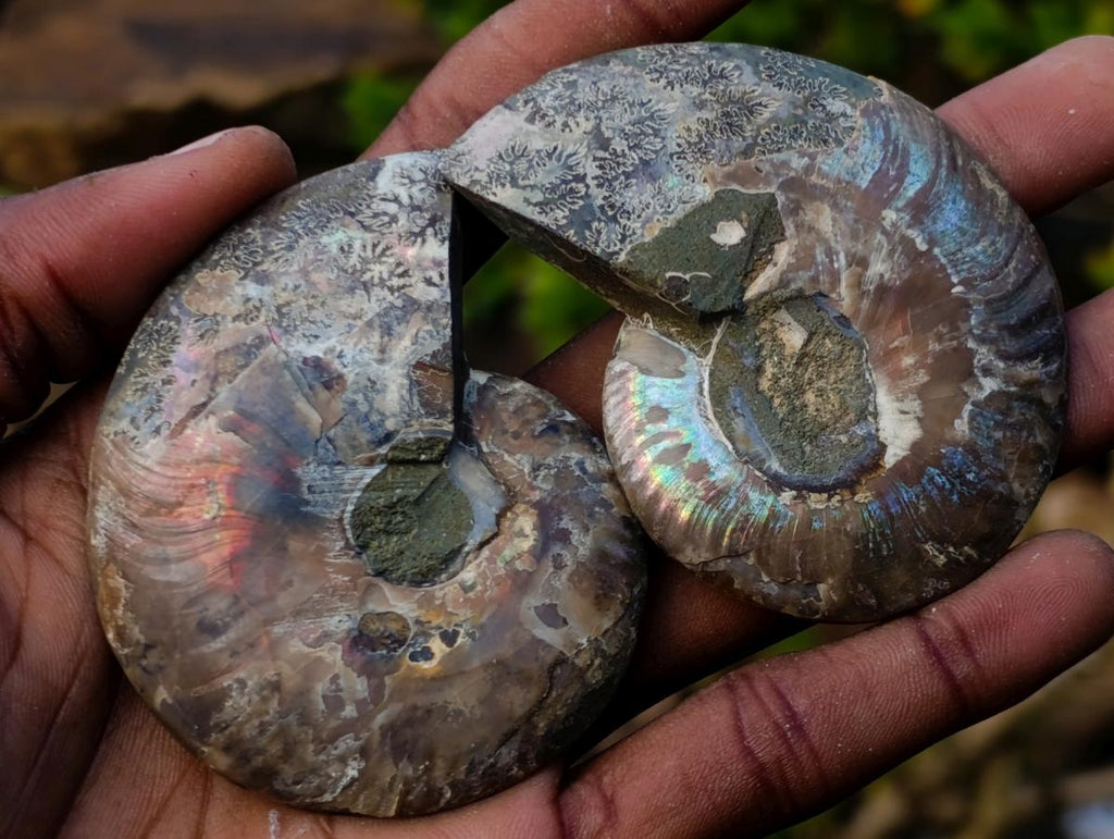Polished Opalized Cleoniceras Ammonite Fossils Pairs x 12 From Tulear, Madagascar