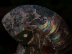 Polished Opalized Cleoniceras Ammonite Fossils Pairs x 12 From Tulear, Madagascar