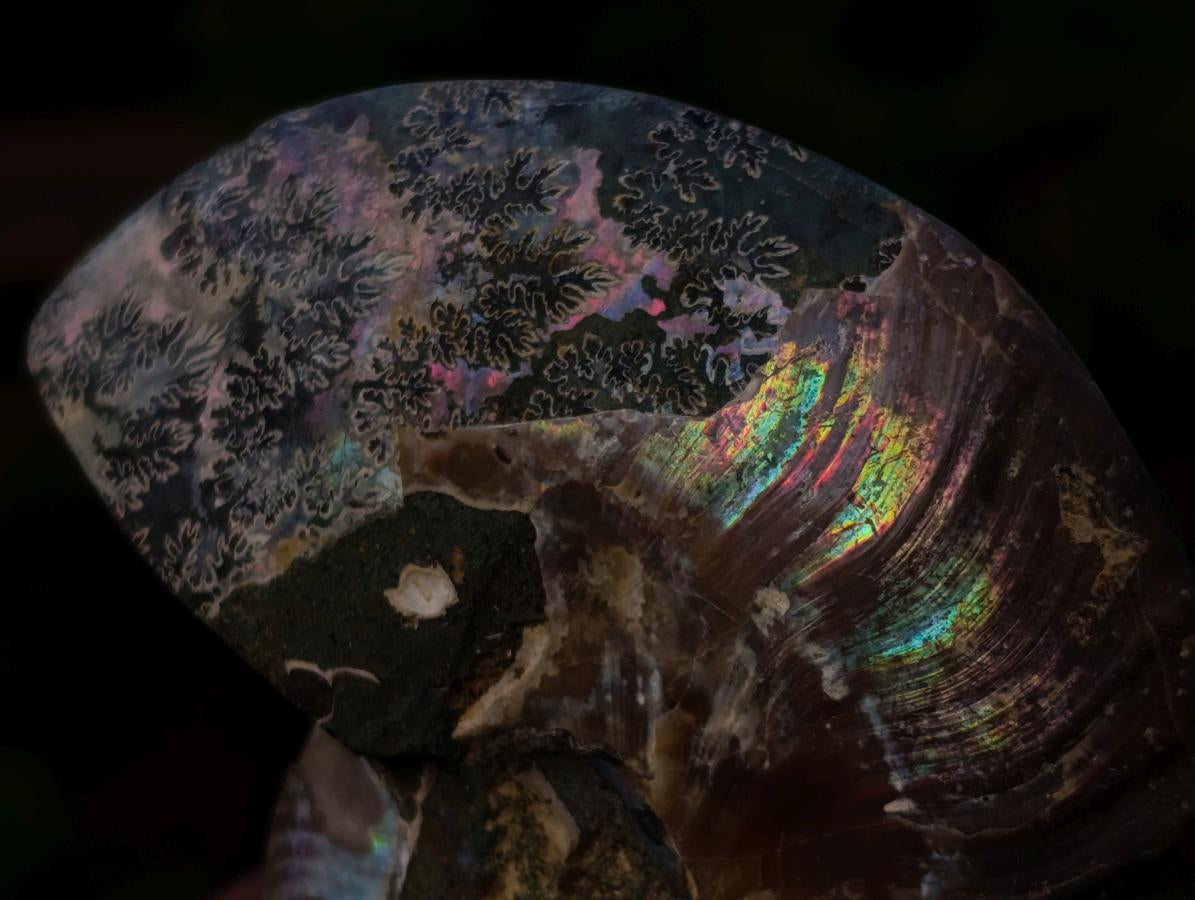 Polished Opalized Cleoniceras Ammonite Fossils Pairs x 12 From Tulear, Madagascar