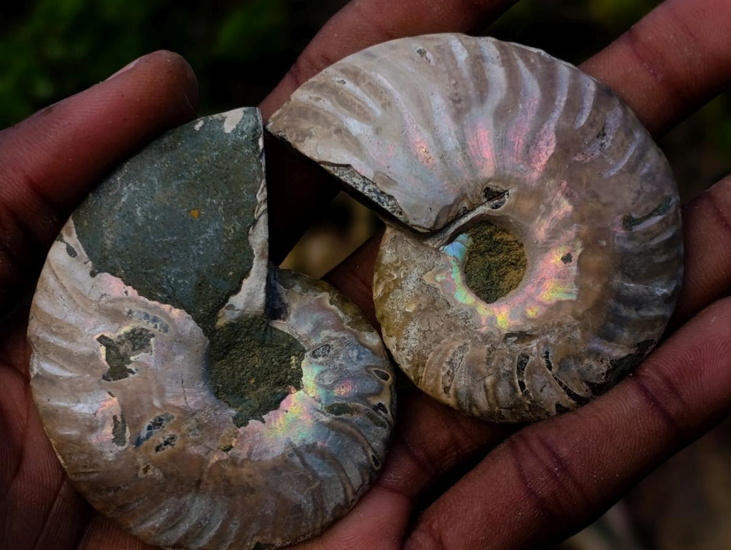Polished Opalized Cleoniceras Ammonite Fossils Pairs x 12 From Tulear, Madagascar