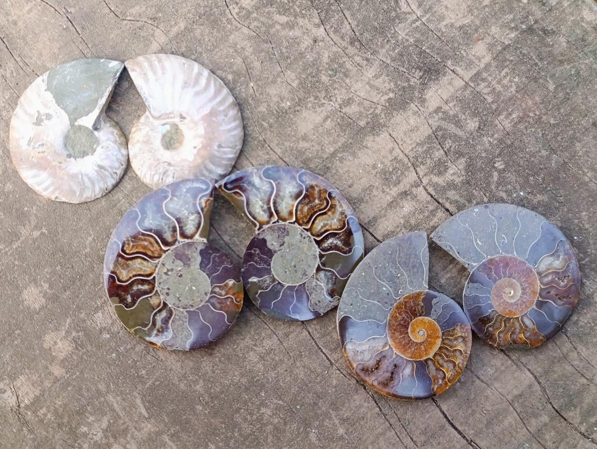 Polished Opalized Cleoniceras Ammonite Fossils Pairs x 12 From Tulear, Madagascar