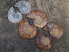 Polished Opalized Cleoniceras Ammonite Fossils Pairs x 12 From Tulear, Madagascar
