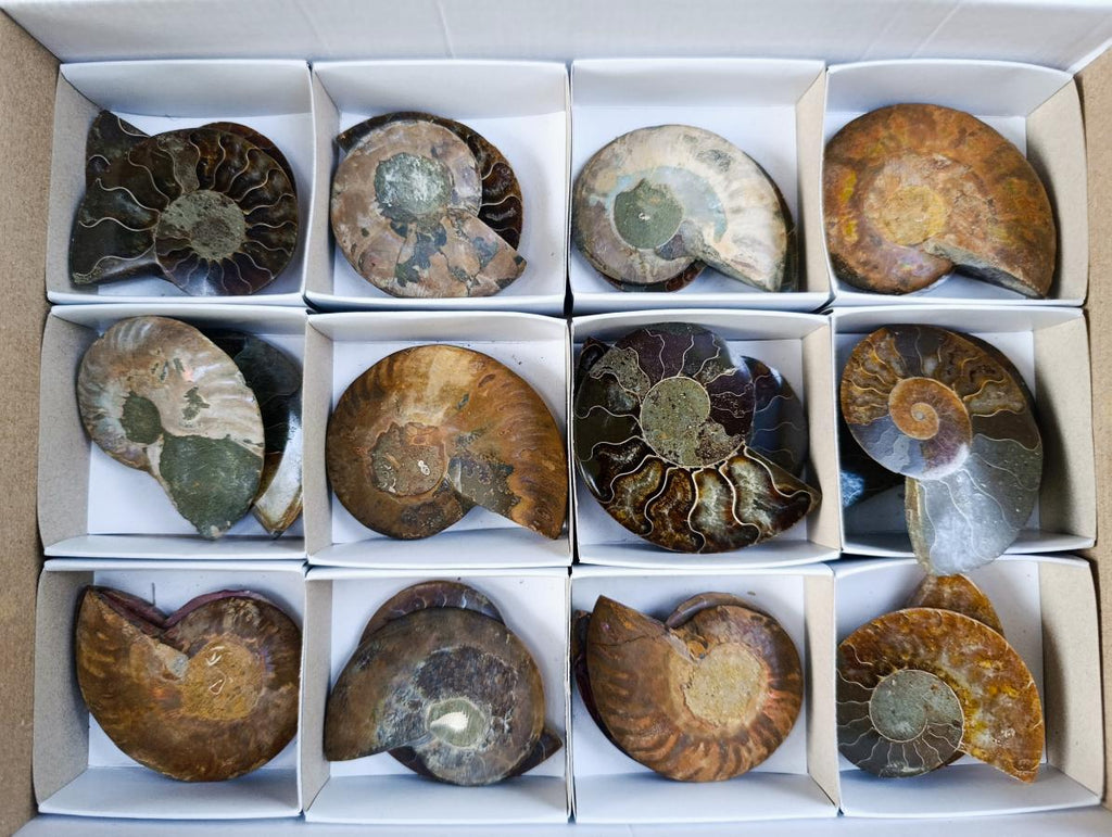 Polished Opalized Cleoniceras Ammonite Fossils Pairs x 12 From Tulear, Madagascar
