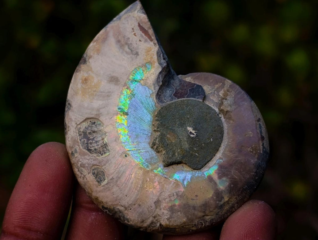 Polished Opalized Cleoniceras Ammonite Fossils Pairs x 12 From Tulear, Madagascar