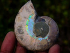 Polished Opalized Cleoniceras Ammonite Fossils Pairs x 12 From Tulear, Madagascar
