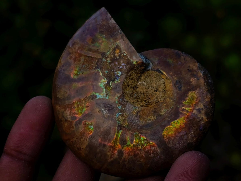 Polished Opalized Cleoniceras Ammonite Fossils Pairs x 12 From Tulear, Madagascar