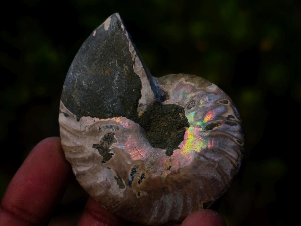 Polished Opalized Cleoniceras Ammonite Fossils Pairs x 12 From Tulear, Madagascar