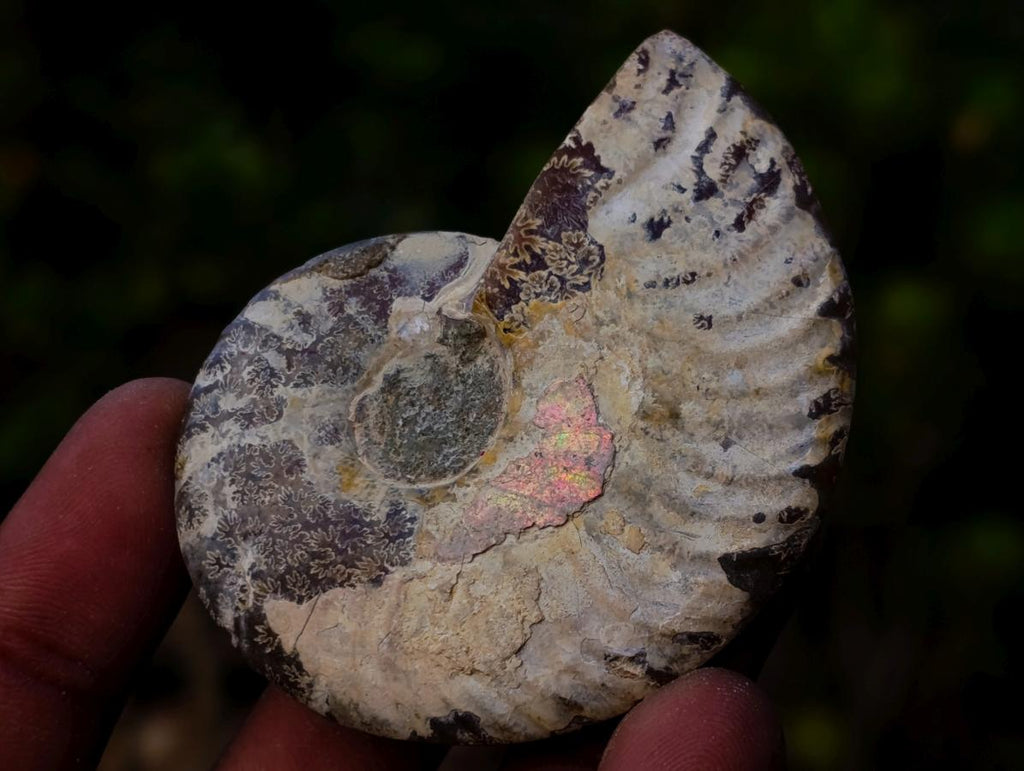 Polished Opalized Cleoniceras Ammonite Fossils Pairs x 12 From Tulear, Madagascar