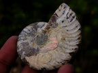 Polished Opalized Cleoniceras Ammonite Fossils Pairs x 12 From Tulear, Madagascar