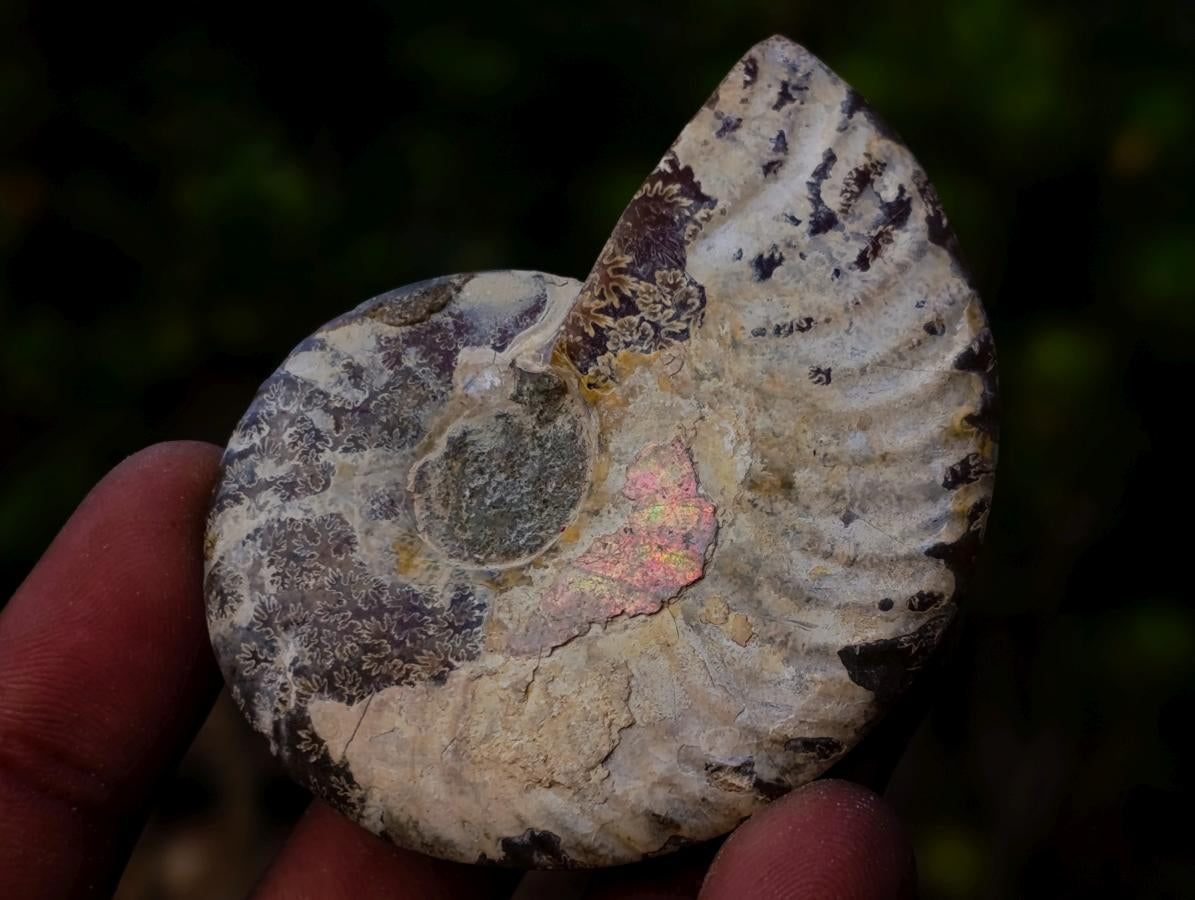 Polished Opalized Cleoniceras Ammonite Fossils Pairs x 12 From Tulear, Madagascar