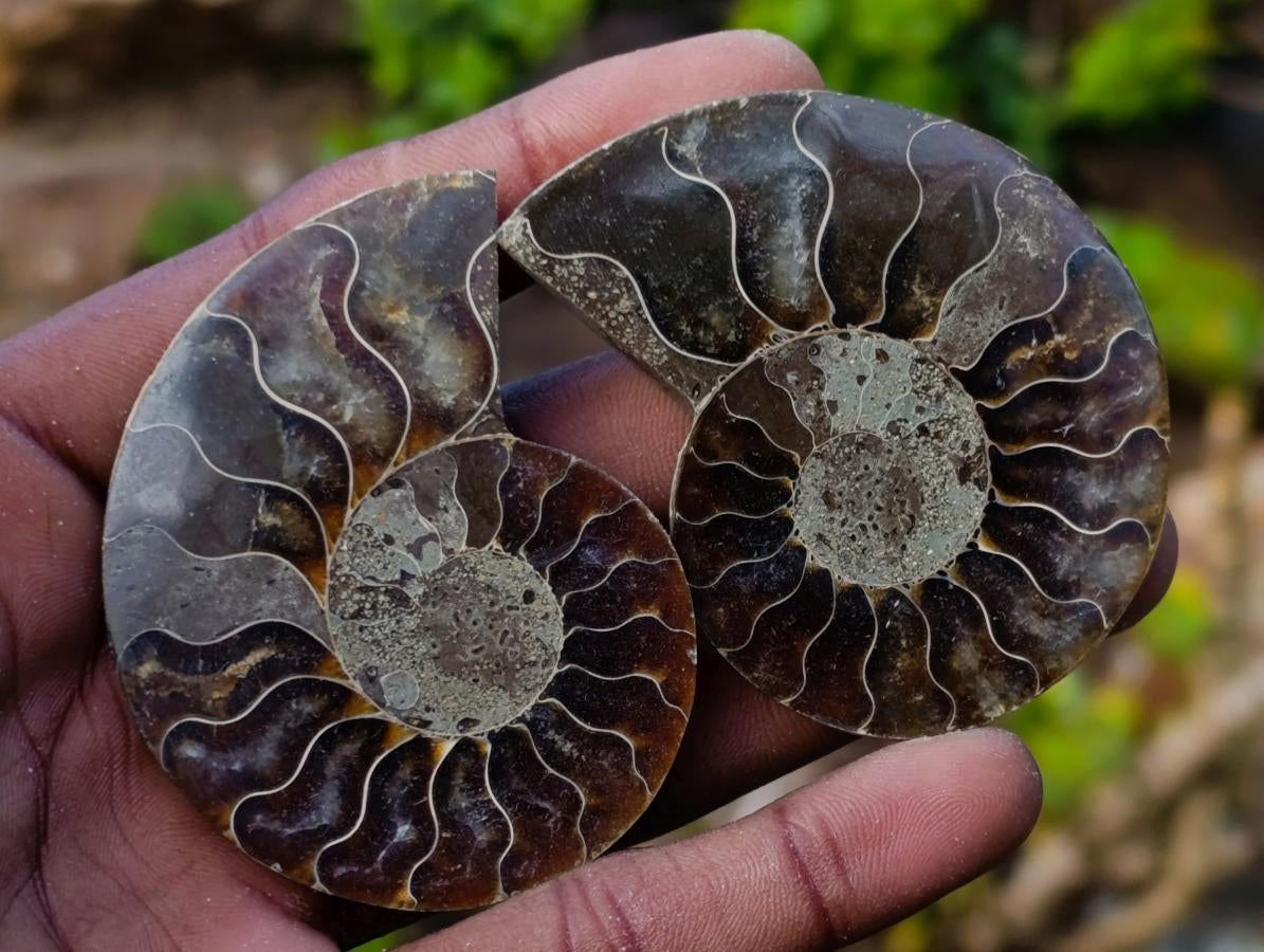 Polished Opalized Cleoniceras Ammonite Fossils Pairs x 12 From Tulear, Madagascar