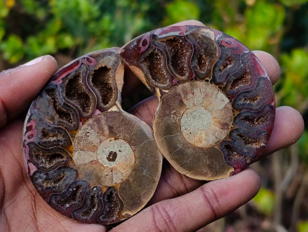 Polished Opalized Cleoniceras Ammonite Fossils Pairs x 12 From Tulear, Madagascar