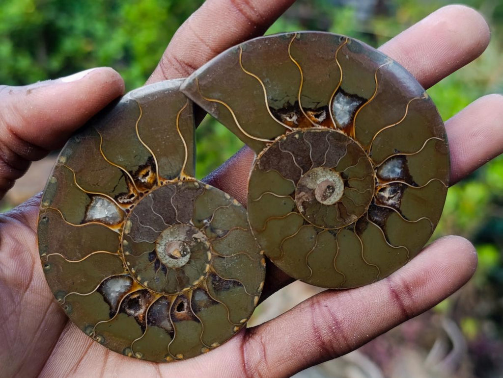 Polished Opalized Cleoniceras Ammonite Fossils Pairs x 12 From Tulear, Madagascar