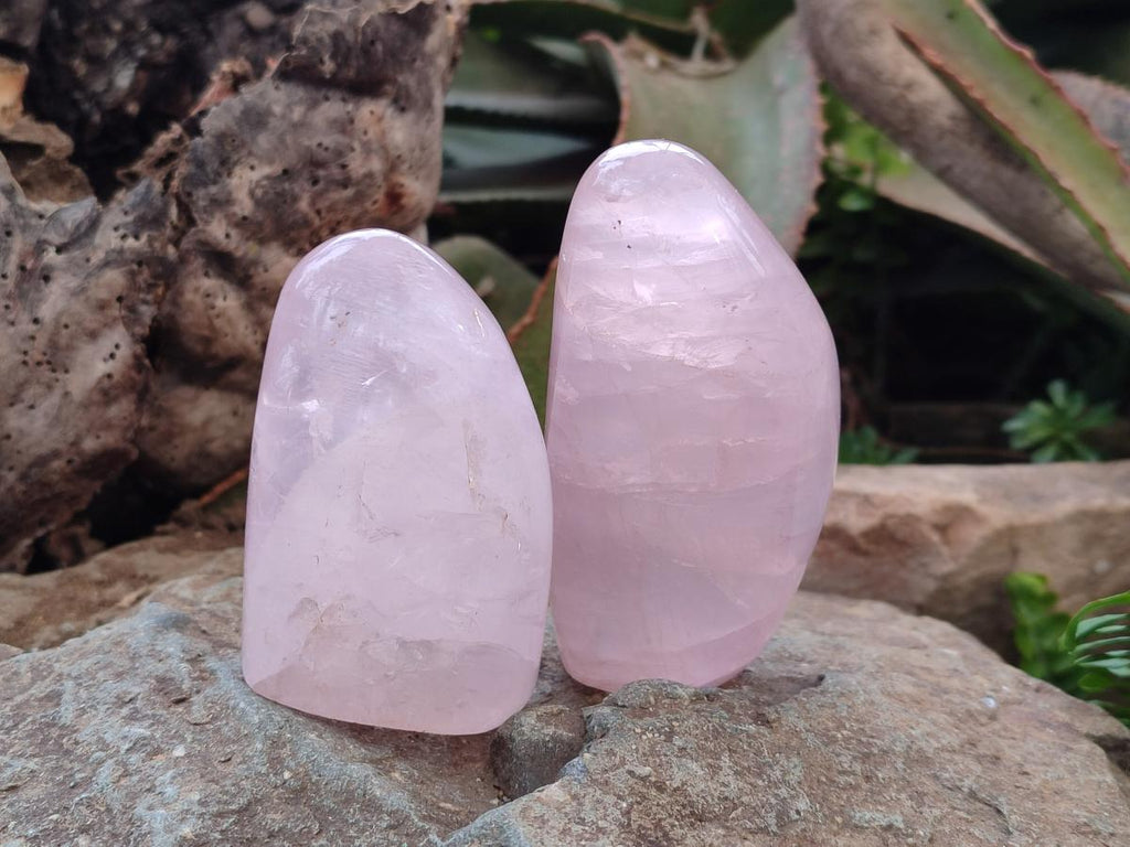 Polished Gemmy Rose Quartz Standing Display Pieces x 12 From Madagascar - Toprock Gemstones and Minerals 