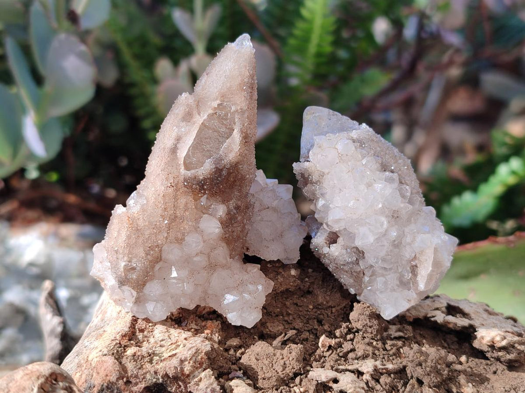 Natural Drusy Snow Finger Quartz Calcite Pseudomorph Crystals x 24 From Albert's Mountain, Lesotho - Toprock Gemstones and Minerals 