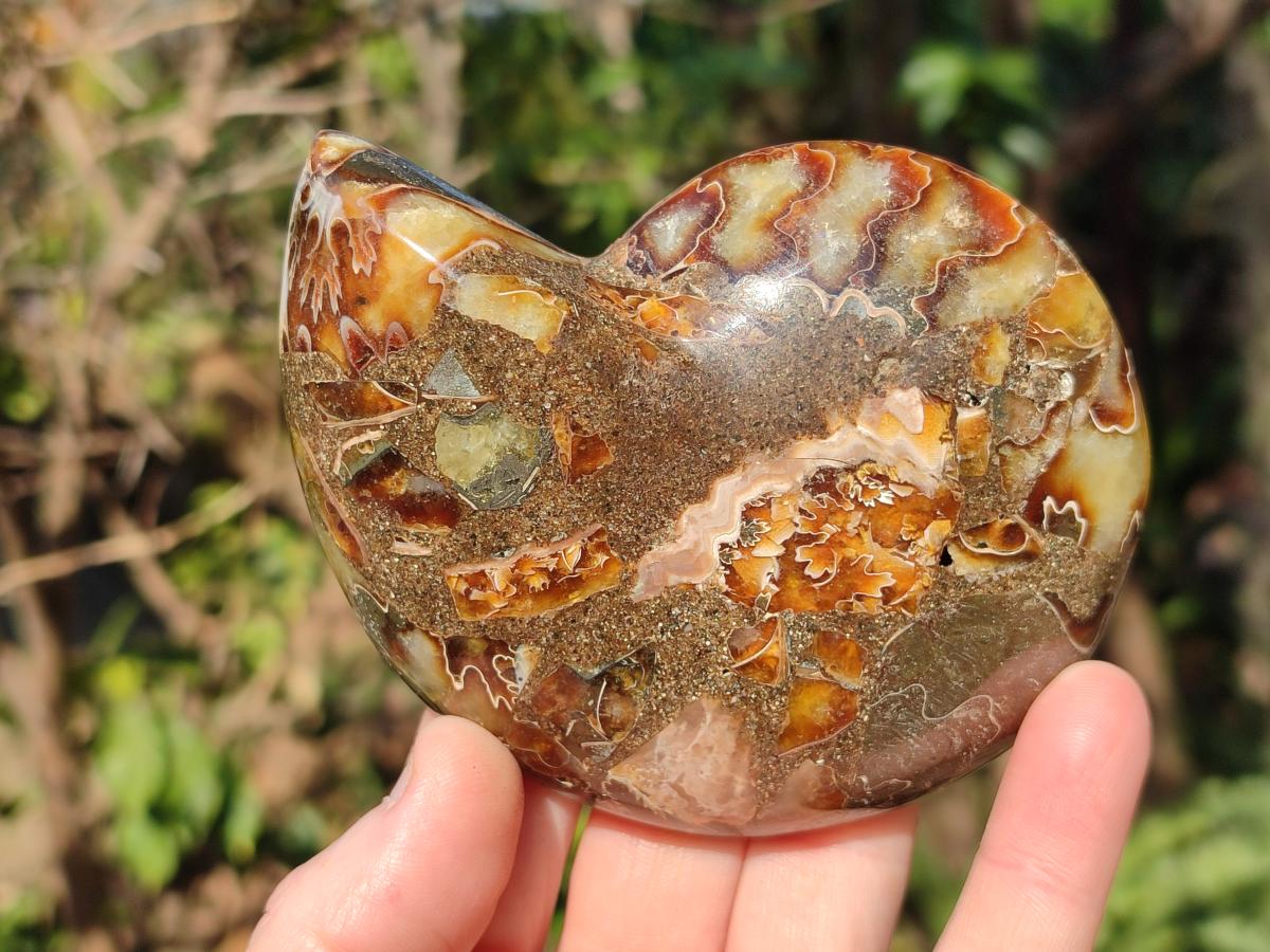 Polished Cleoniceras Ammonite Fossil Pairs x 2 From Tulear, Madagascar - Toprock Gemstones and Minerals 