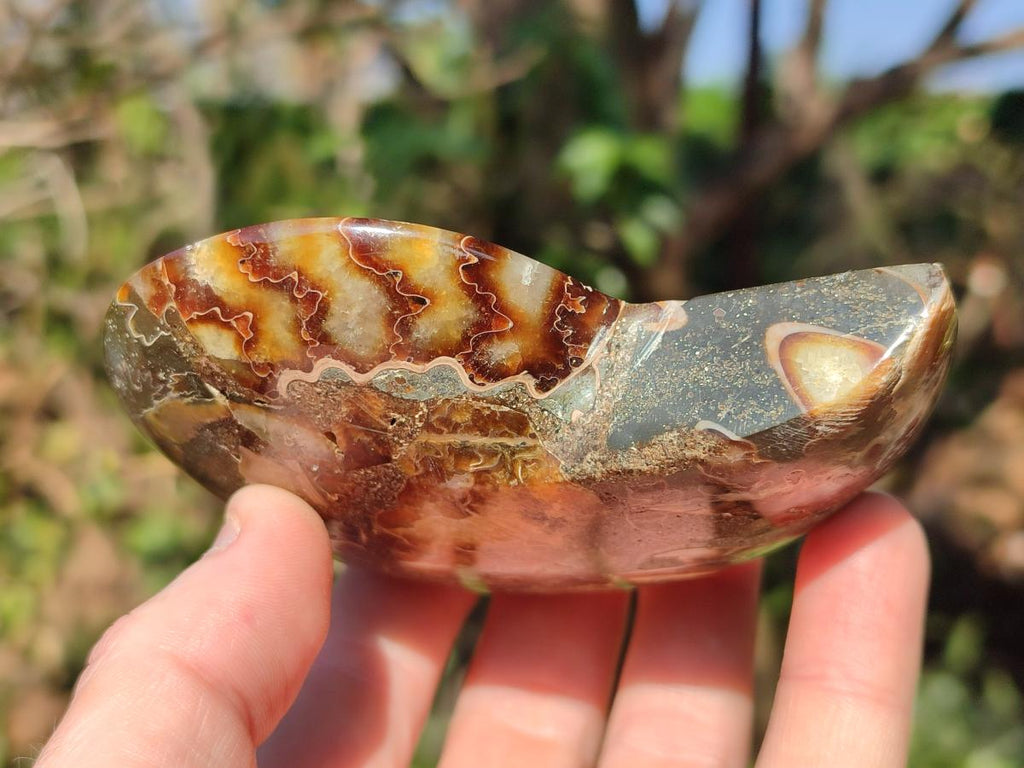 Polished Cleoniceras Ammonite Fossil Pairs x 2 From Tulear, Madagascar - Toprock Gemstones and Minerals 