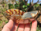Polished Cleoniceras Ammonite Fossil Pairs x 2 From Tulear, Madagascar - Toprock Gemstones and Minerals 