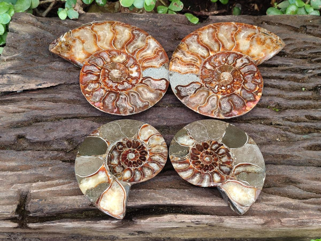 Polished Cleoniceras Ammonite Fossil Pairs x 2 From Tulear, Madagascar - Toprock Gemstones and Minerals 