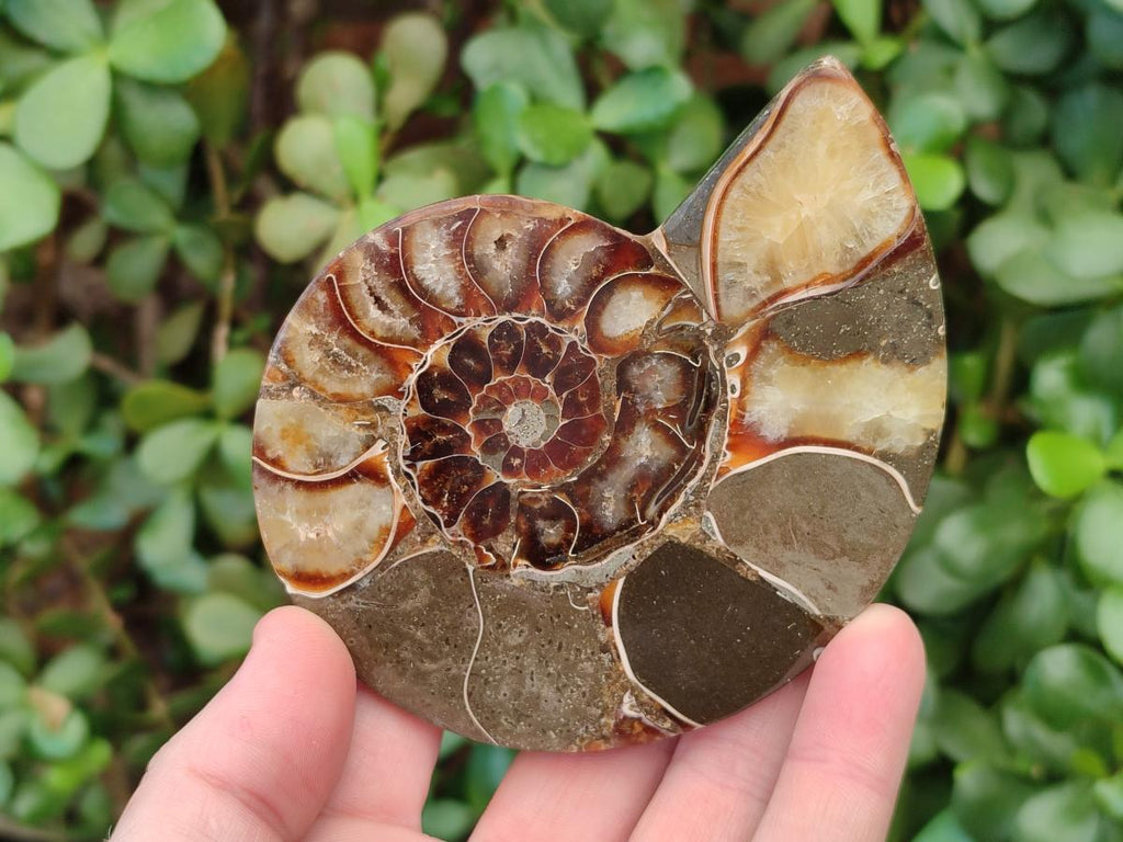 Polished Cleoniceras Ammonite Fossil Pairs x 2 From Tulear, Madagascar - Toprock Gemstones and Minerals 