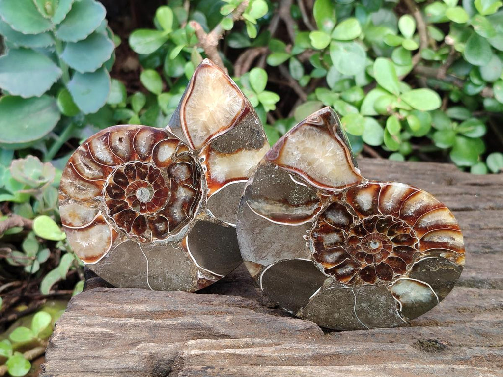 Polished Cleoniceras Ammonite Fossil Pairs x 2 From Tulear, Madagascar - Toprock Gemstones and Minerals 