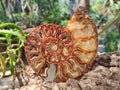 Polished Cleoniceras Ammonite Fossil Pairs x 2 From Tulear, Madagascar - Toprock Gemstones and Minerals 
