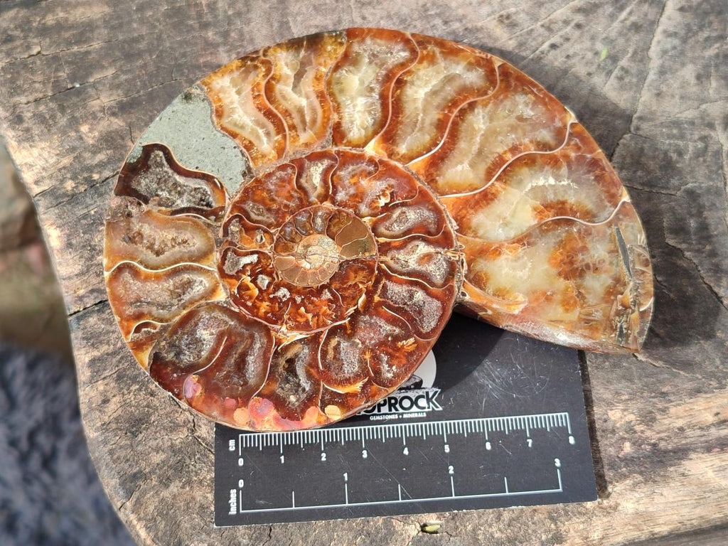 Polished Cleoniceras Ammonite Fossil Pairs x 2 From Tulear, Madagascar - Toprock Gemstones and Minerals 