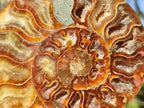 Polished Cleoniceras Ammonite Fossil Pairs x 2 From Tulear, Madagascar - Toprock Gemstones and Minerals 