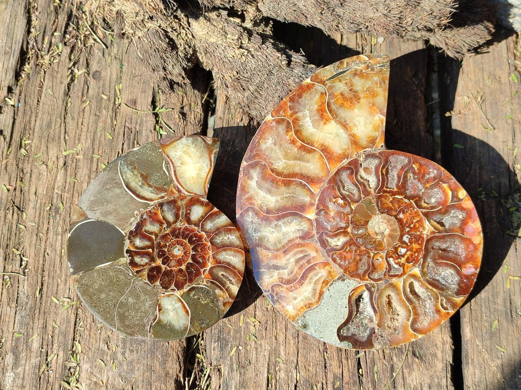 Polished Cleoniceras Ammonite Fossil Pairs x 2 From Tulear, Madagascar - Toprock Gemstones and Minerals 
