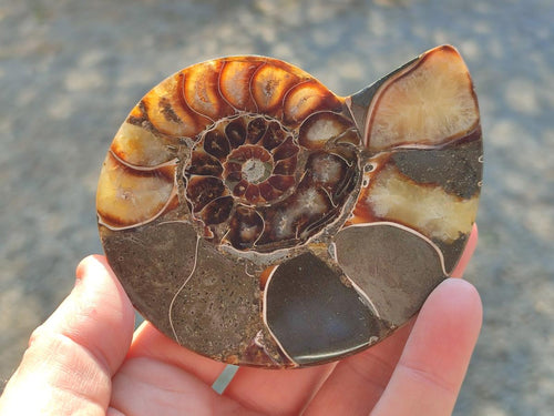 Polished Cleoniceras Ammonite Fossil Pairs x 2 From Tulear, Madagascar - Toprock Gemstones and Minerals 