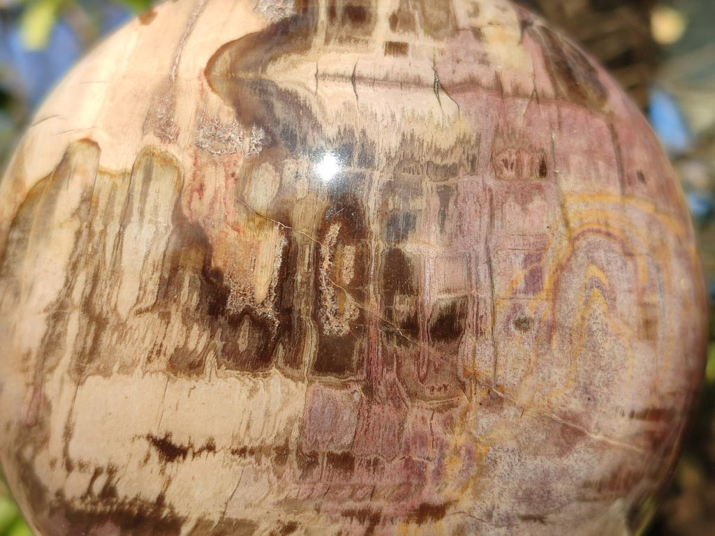 Polished Large Red Podocarpus Petrified Wood Sphere x 1 From Mahajanga, Madagascar - Toprock Gemstones and Minerals 