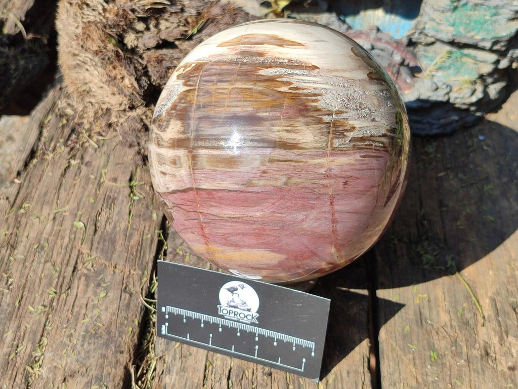 Polished Large Red Podocarpus Petrified Wood Sphere x 1 From Mahajanga, Madagascar - Toprock Gemstones and Minerals 