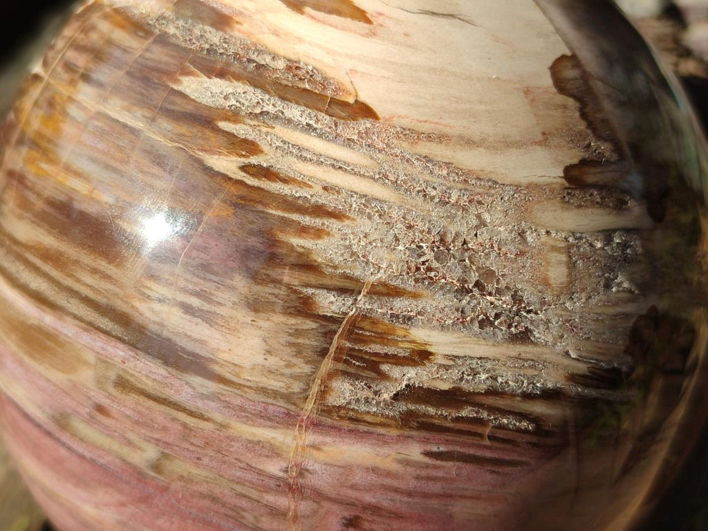 Polished Large Red Podocarpus Petrified Wood Sphere x 1 From Mahajanga, Madagascar - Toprock Gemstones and Minerals 