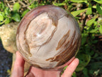 Polished Large Red Podocarpus Petrified Wood Sphere x 1 From Mahajanga, Madagascar - Toprock Gemstones and Minerals 