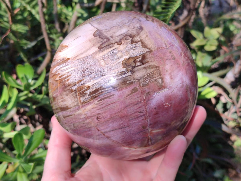 Polished Large Red Podocarpus Petrified Wood Sphere x 1 From Mahajanga, Madagascar - Toprock Gemstones and Minerals 