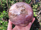 Polished Large Red Podocarpus Petrified Wood Sphere x 1 From Mahajanga, Madagascar - Toprock Gemstones and Minerals 