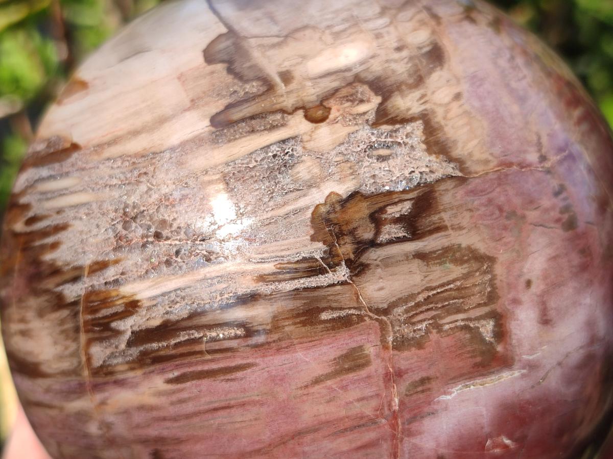 Polished Large Red Podocarpus Petrified Wood Sphere x 1 From Mahajanga, Madagascar - Toprock Gemstones and Minerals 