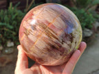Polished Large Red Podocarpus Petrified Wood Sphere x 1 From Mahajanga, Madagascar - Toprock Gemstones and Minerals 