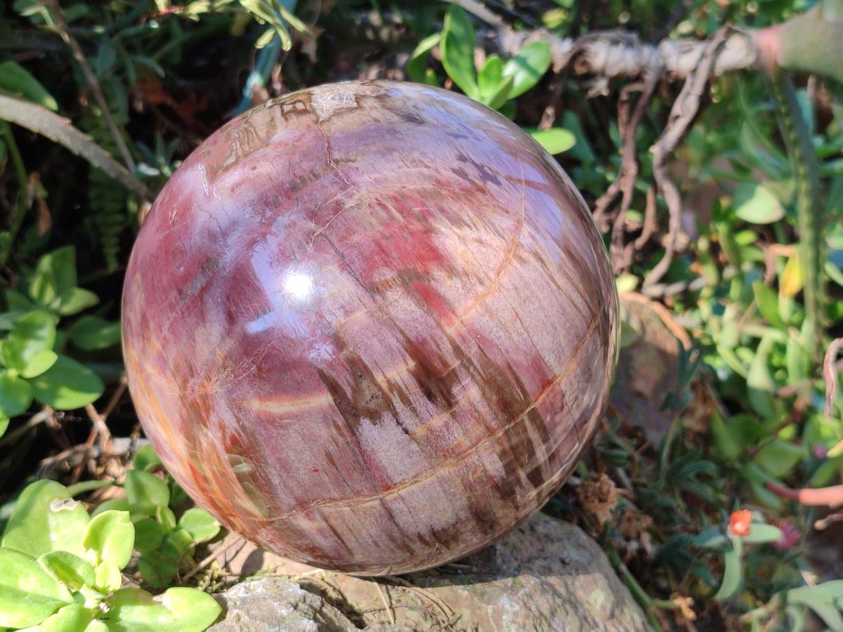 Polished Large Red Podocarpus Petrified Wood Sphere x 1 From Mahajanga, Madagascar - Toprock Gemstones and Minerals 