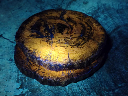 Polished Brown Podocarpus Petrified Wood Slices with Natural Edging x 6 From Mahajanga, Madagascar - Toprock Gemstones and Minerals 