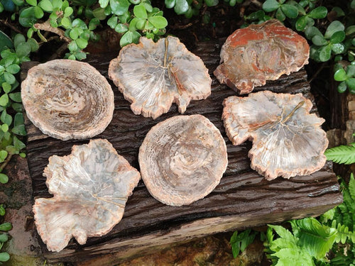 Polished Brown Podocarpus Petrified Wood Slices with Natural Edging x 6 From Mahajanga, Madagascar - Toprock Gemstones and Minerals 