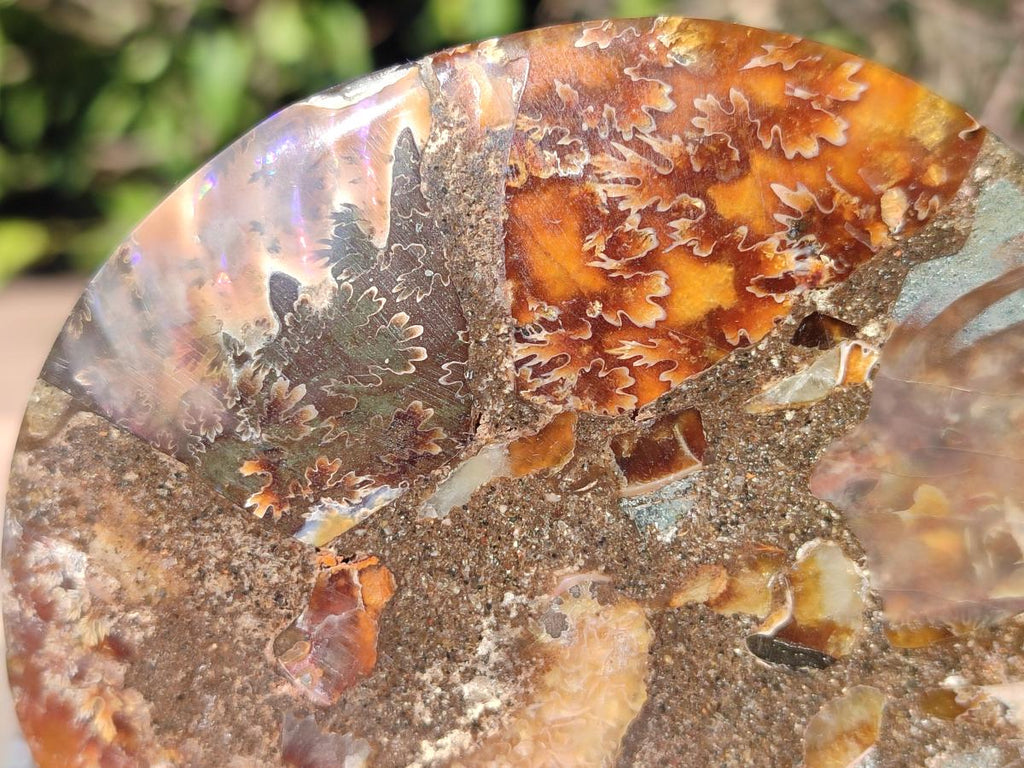 Polished Cleoniceras Ammonite Fossil Pairs x 3 From Tulear, Madagascar - Toprock Gemstones and Minerals 