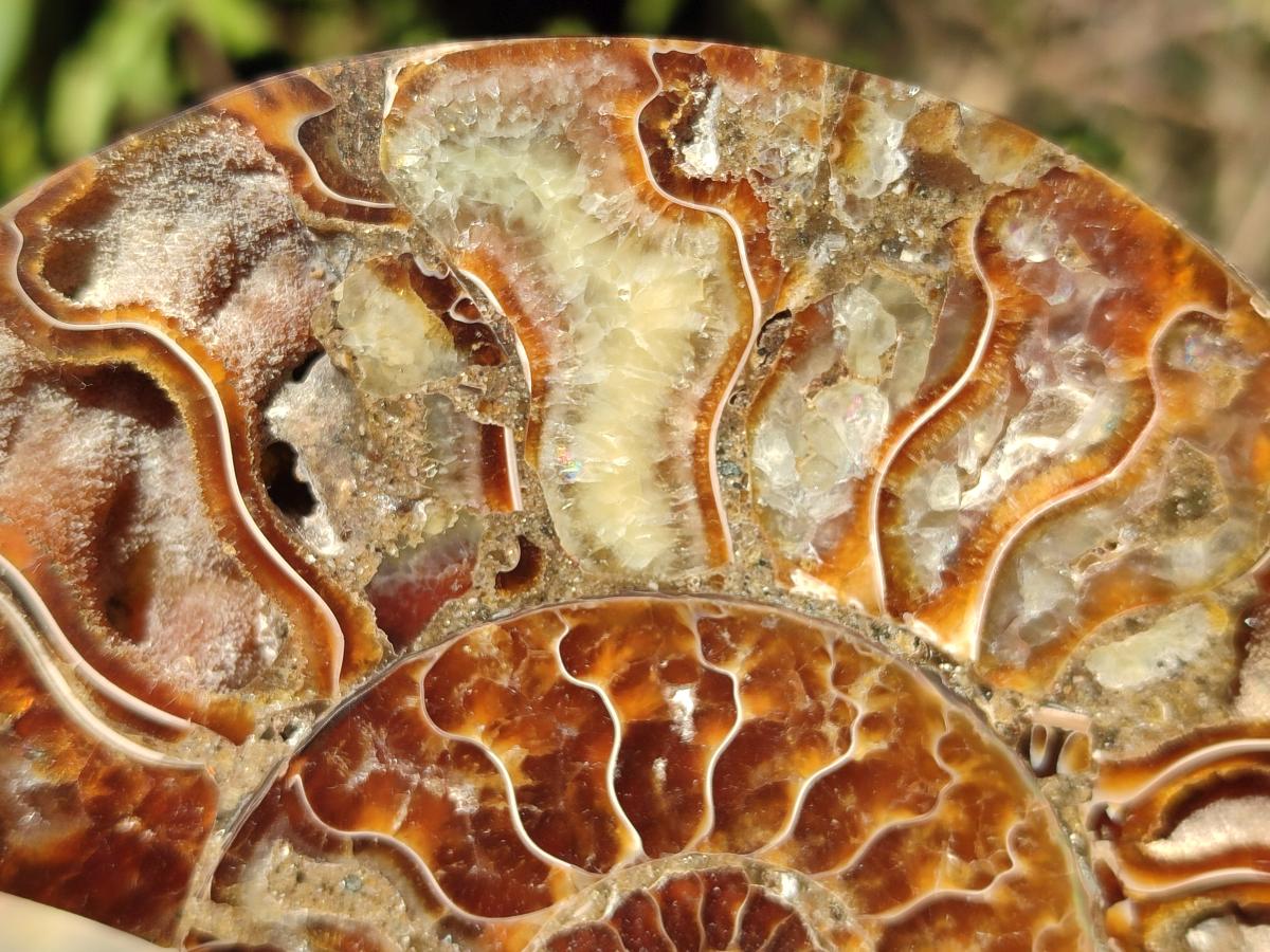 Polished Cleoniceras Ammonite Fossil Pairs x 3 From Tulear, Madagascar - Toprock Gemstones and Minerals 