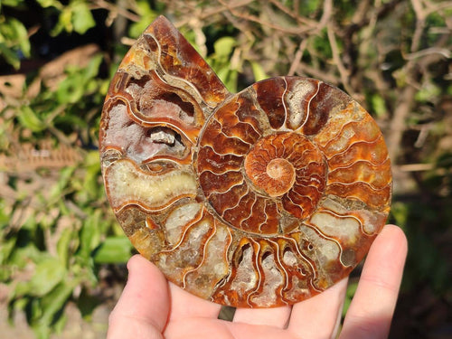 Polished Cleoniceras Ammonite Fossil Pairs x 3 From Tulear, Madagascar - Toprock Gemstones and Minerals 