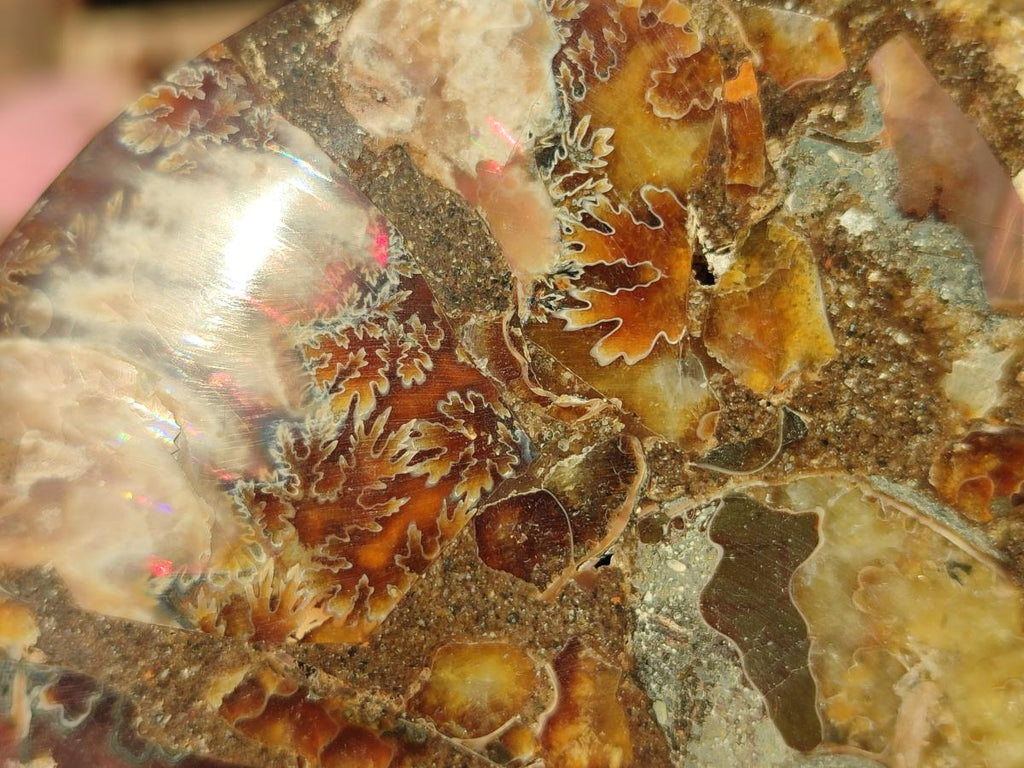 Polished Cleoniceras Ammonite Fossil Pairs x 3 From Tulear, Madagascar - Toprock Gemstones and Minerals 