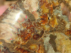 Polished Cleoniceras Ammonite Fossil Pairs x 3 From Tulear, Madagascar - Toprock Gemstones and Minerals 