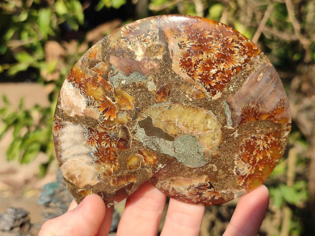 Polished Cleoniceras Ammonite Fossil Pairs x 3 From Tulear, Madagascar - Toprock Gemstones and Minerals 